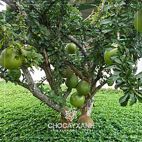 Mua CÂY GIỐNG CÂY ĐÀO TIÊN (ĐÀO TRƯƠNG SINH)  CAM KẾT CHUẨN GIỐNG