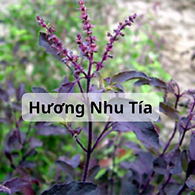 Mua Hạt Giống Hương Nhu Tím - Hương Nhu Tía 4 Mùa - Gói 1Gr