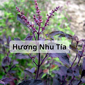 Hạt Giống Hương Nhu Tím - Hương Nhu Tía 4 Mùa - Gói 1Gr