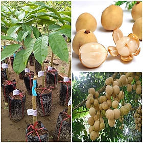 Mua Cây giống Bòn bon thái ghép  1 5 năm cho trái (Dâu da đất  lòong boong)_Nam trân quả
