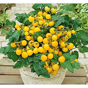 Mua Gói 30 hạt giống quả cà chua bi vàng