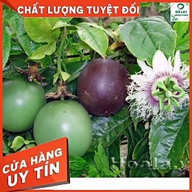 Mua 130H_Hạt giống Chanh Dây (sai trái)