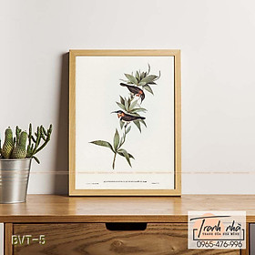 Mua Tranh canvas vintage  - Chim ăn mật (Acanthorhynchus superciliosus) - BVT-5