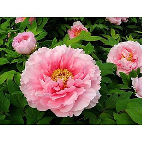 Mua combo 10 củ giống hoa mẫu đơn ngũ sắc đại đóa đủ màu