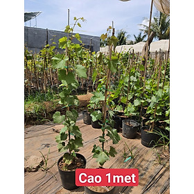 Cây Nho Ninh Thuận Cao 1M - Có Tài Liệu Trồng Đến Ra Trái