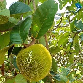 Cây giống Mít Ấn Độ Quả Nhỏ Siêu Ngọt