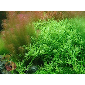 ROTALA GREAN - ME XANH - VẨY ỐC XANH - CÂY THUỶ SINH trang trí bể cá cảnh