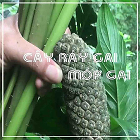 Mua Củ Ráy Gai (Móp Gai) khô 1kg