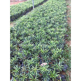COMBO 10 CÂY GIỐNG TÙNG LA HÁN. CÂY PHONG THỦY