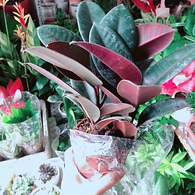 Mua Cây Búp Đa Đỏ