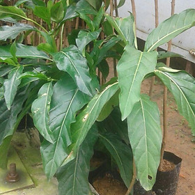 Mua Cây nhàu giống  chiều cao cây khoảng 40- 50cm