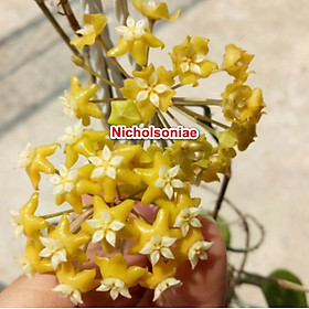 Mua Chậu cây Cẩm cù Hoya Nicholsoniae