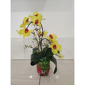 Mua Hoa Hồ Điệp cao 50cm ngang 25cm