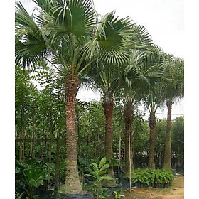 Mua cây giống Cọ Chỉ (cọ Mỹ) chuẩn giống