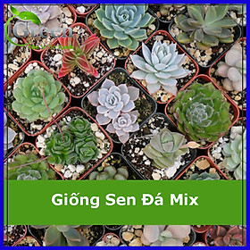 Hạt Giống Sen Đá Mix 20H