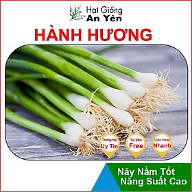 Hạt giống Hành Hương, nhanh thu hoạch, dễ trồng, nảy mầm và năng suất cao