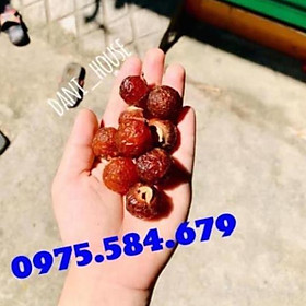 CHUẨN BỒ HÒN LOẠI 1-ĐÃ TÁCH HẠT-GIÀ- KHÔNG MỐC-
