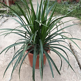 Mua Cây phát tài núi  chiều cao 50cm gốc to lá dài uốn cong bụi chắc khỏe sức sống tốt thích hợp trang trí nội thất