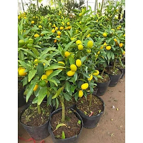 Mua Cây giống quất ngọt
