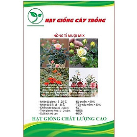 Hạt giống hoa hồng tỉ muội nhiều màu CT245 - Gói 10 hạt