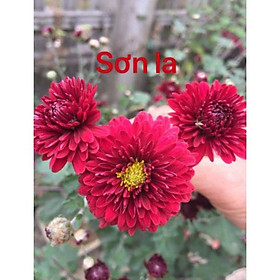 Mua Cúc Cổ Sơn La chậu to 1 thân