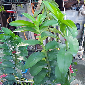 Mua Phong Lan Phi Điệp lá MÍT  Xếp Hòa Bình dòng đua ngọn - 01Mầm Kie đã lên khỏe cây đẹp chuẩn giống