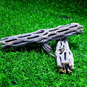 Lũa xương rồng Cholla cho tép cảnh