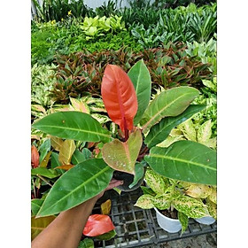 chậu Cây đế vương đỏ - Philodendron Imperial Red