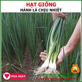 Hạt Giống Hành Lá Gốc Trắng Phú Nông Gói 2 Gram