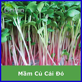 Hạt Giống Rau Mầm Củ Cải Đỏ - Gói 30 gam