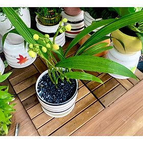 Chậu sứ cây Địa Lan hoa màu vàng tặng kèm đá trang trí