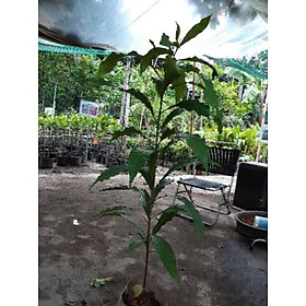 Cây giống vú sữa hoàng kim cao 70cm + Tặng 01 cây dâu da đất