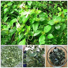 Mua CHẬU CÂY GIỐNG CÂY CHÈ VẰNG LÁ SẺ-CAM KẾT CHUẨN GIỐNG CHUẨN - CGCCV