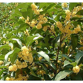 Mua FLASH SALES cây hoa mộc hương ta nhỡ