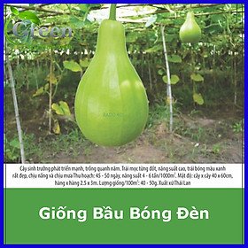 Mua Hạt Giống Bầu Bóng Đèn Thái Lan
