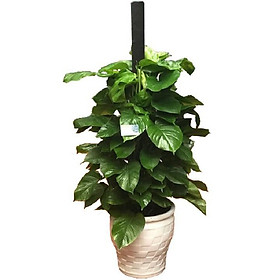Mua CHẬU CÂY TRẦU BÀ LEO CỘT SIÊU ĐẸP  MANG LẠI MAY MẮN- VƯỢNG PHONG THỦY CHO GIA CHỦ