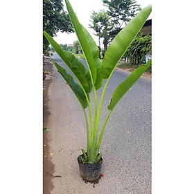 Mua Chuối Rẻ Quạt Làm Cảnh Cực Đẹp - 03cây
