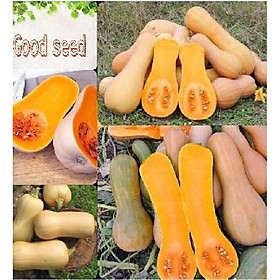 Hạt giống bí ngô mật butter ,hạt giống chuẩn f1 -1 gói 10 hạt-tặng kèm gói phân bón lót