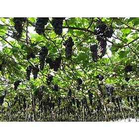Cây giống NHO LEO PHÁP, NHO LÙN PHÁP - Hàng cây giống chuẩn F1