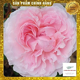 Hoa hồng Ngoại  Miranda - SẮC HỒNG PHẤN - SIÊU HOA