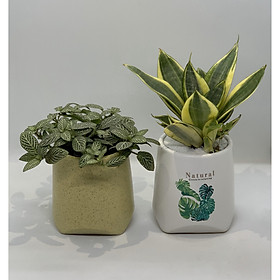 Bộ 2 Cây Mini Để Bàn - 8x8x20 Cm - Cây Lưỡi Hổ, Cẩm Nhung Fittonnia & Chậu Trồng Cây Gốm Sứ Bát Tràng - Dáng Nón Cụt