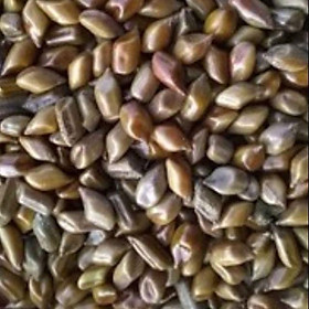 Mua 1kg hạt muồng