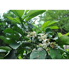 Mua 1kg lá bưởi tươi sạch - hàng nhà trồng