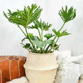 Cây Trầu Bà Chân Vịt Chậu Giỏ