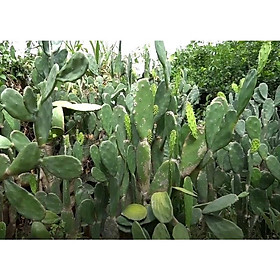 Xương rồng bà  có gai-1kg tươi