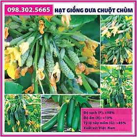 Mua Hạt giống dưa chuột chùm - gói 0 5 gam - dưa chuột bao tử F1 - Dưa leo chùm