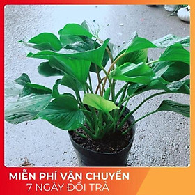Mua Cây Thanh Tâm