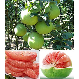 Mua Bưởi da xanh miền nam