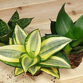Cây Lưỡi Hổ Chậu Nhựa