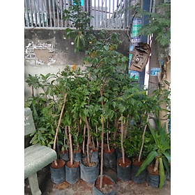 Mua Cây khế chua  chiều cao khoảng 1m